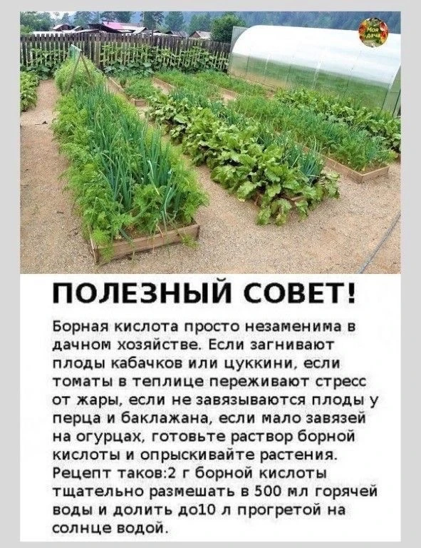 Секретный копеечный помощник на даче: Зачем нужна борная кислота? 🧪 

Если вы хотите собирать томат