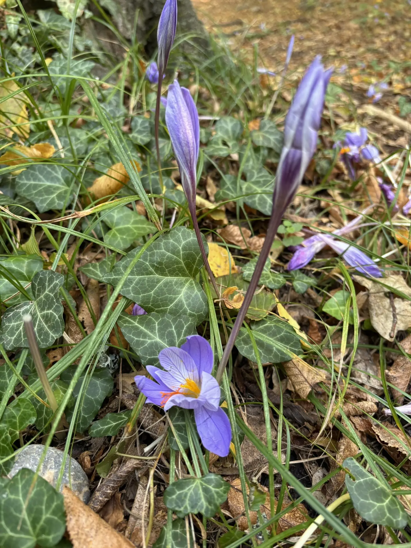 🌸🌸🌸 Крокус великолепный начал свое цветение 😀. Да, да, некоторые крокусы цветут не ...