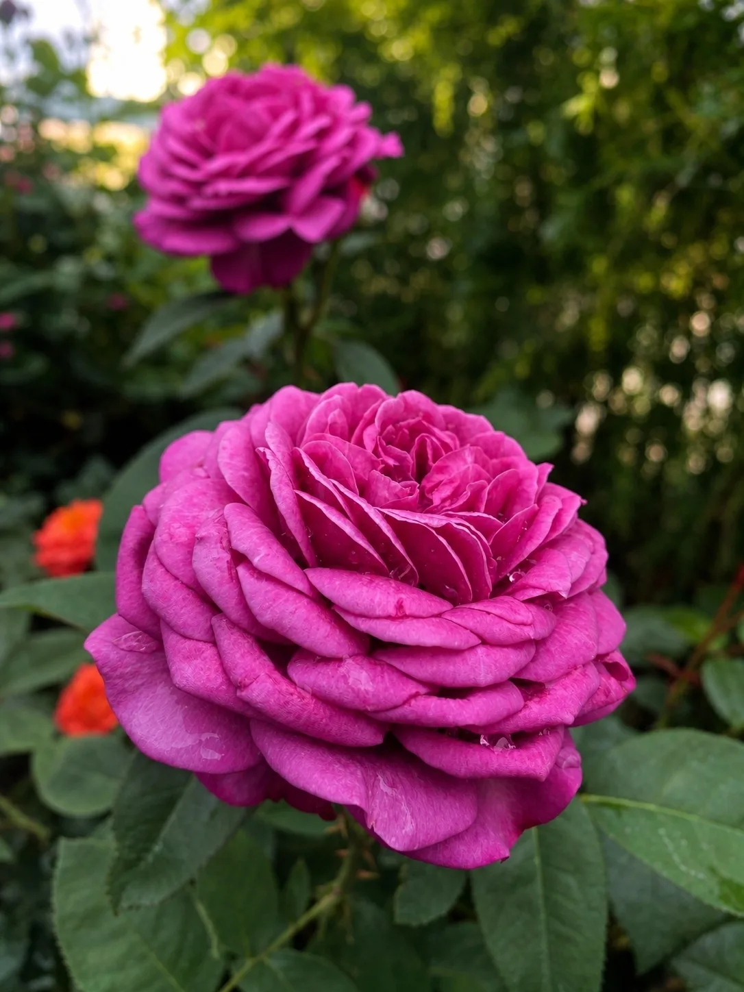 Цветовое разнообразие в женском монастыре 🌷🌹🥀🌸🌼

😳 Подписаться