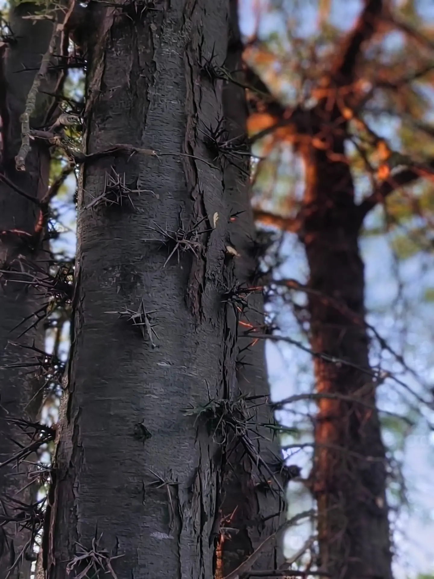 Гледичия трёхколючковая (лат. Gleditsia triacanthos), также известная как гледичия обык...
