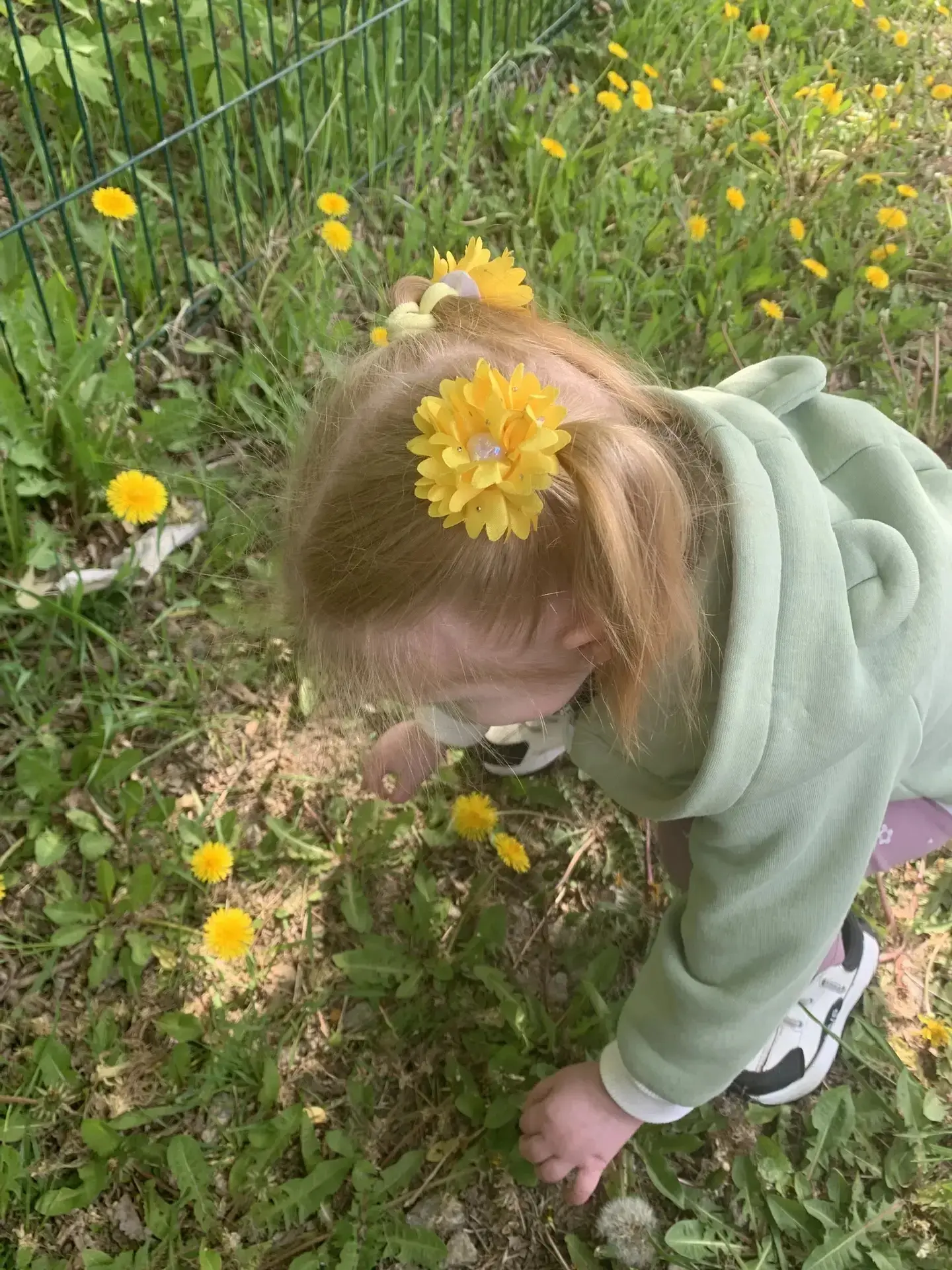 🌼 Сегодня на прогулке малыши из младшей группы познакомились с настоящим чудом природы — одуванчиком