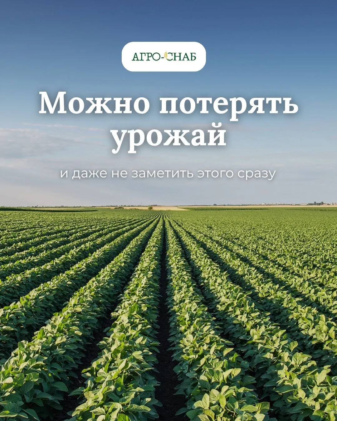 🌿 Можно потерять часть урожая