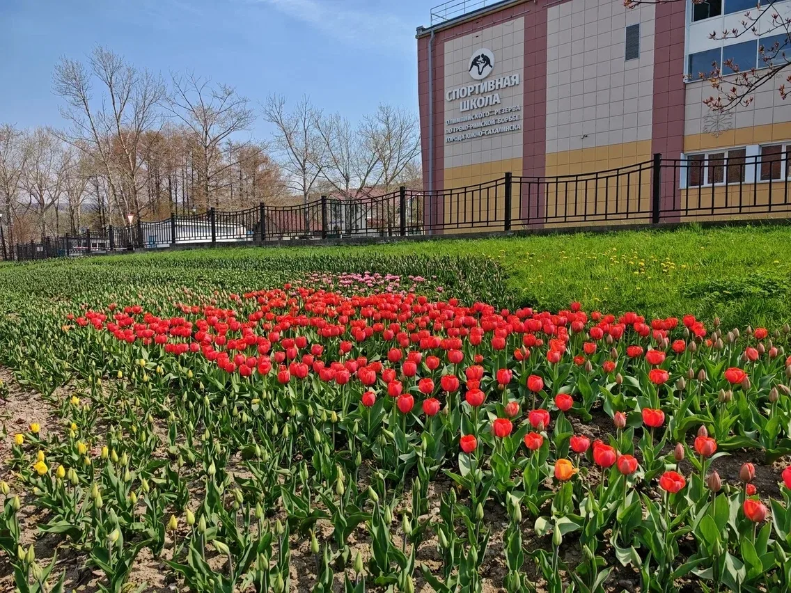 Тюльпаны распустились в Южно-Сахалинске 🌷    С каждым днём погода за окном всё теплее. Поэтому первы