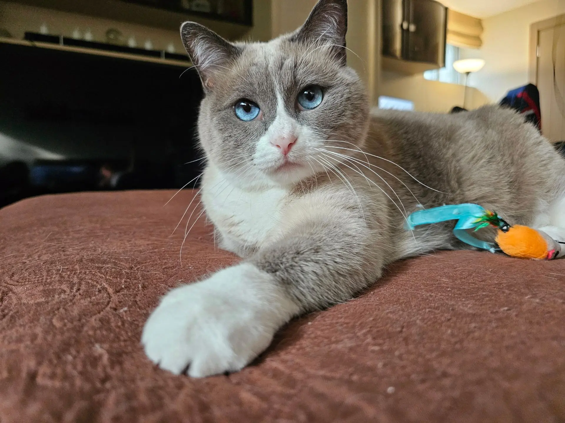 Плюшевый Мотя. 😻