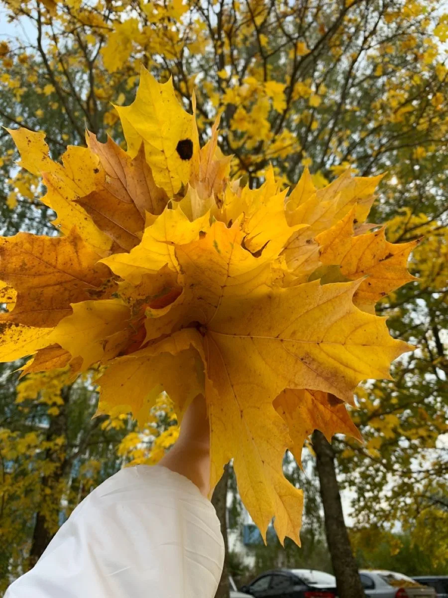 Собирали в этом году букет из листьев? 🍁😄