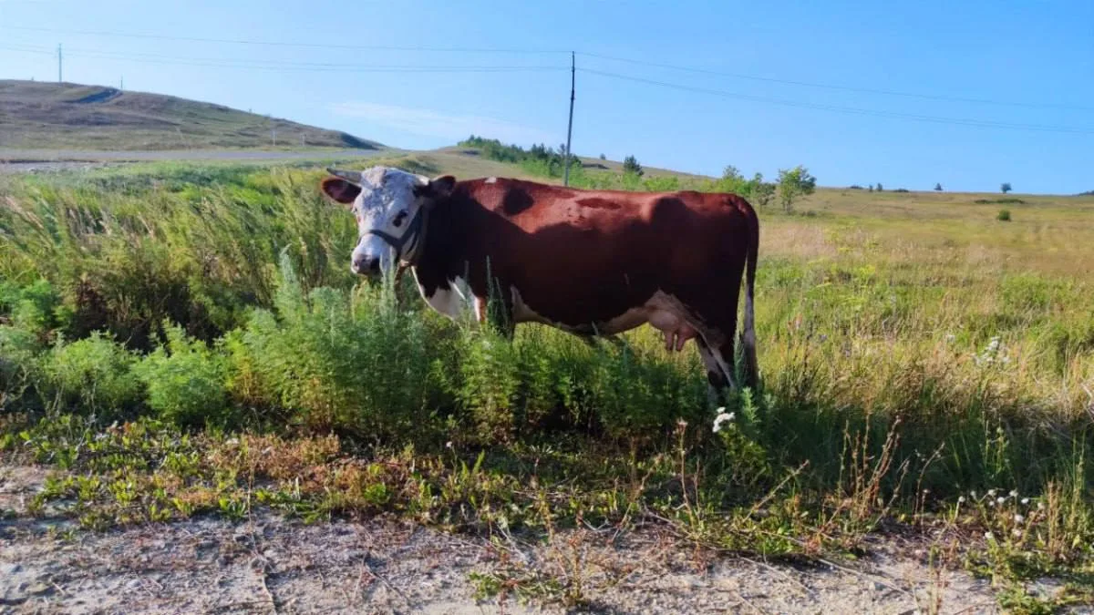 🐄 В двух селах Самарской области ввели карантин из-за лейкоза скота.