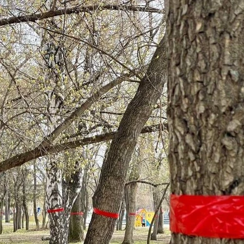 Парк альпак появится в ЦПКиО.  Накануне в соцсетях появились сообщения о помеченных красной лентой д