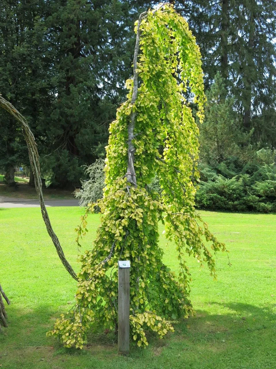 Бук европейский Aurea Pendula - декоративно-лиственное дерево для солнечного сада.

Ландшафтный ди