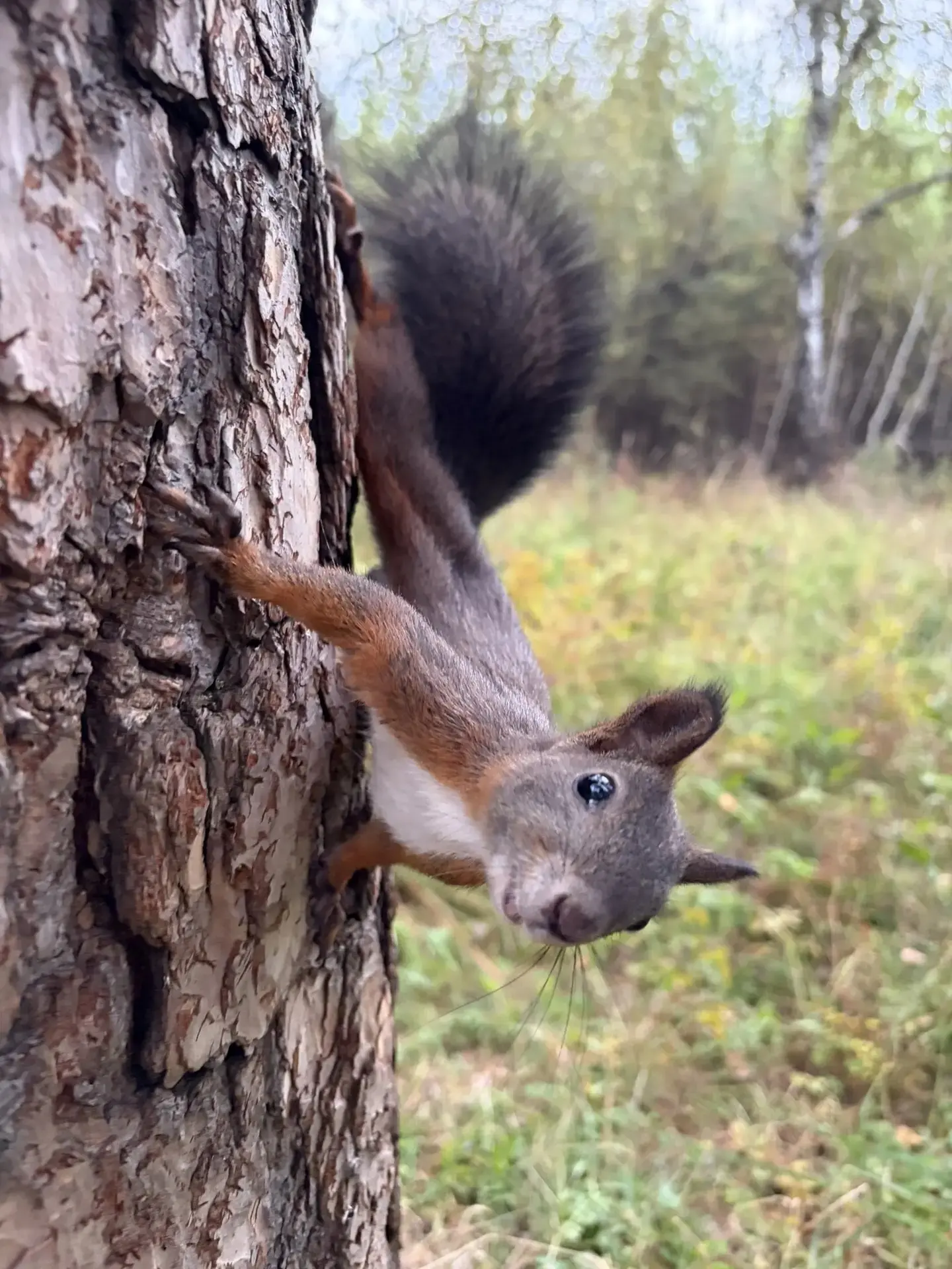Доброе утро! 🐿️