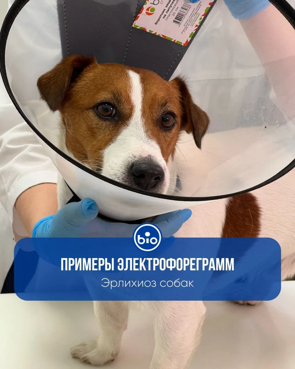 Эрлихиоз собак на электрофореграмме