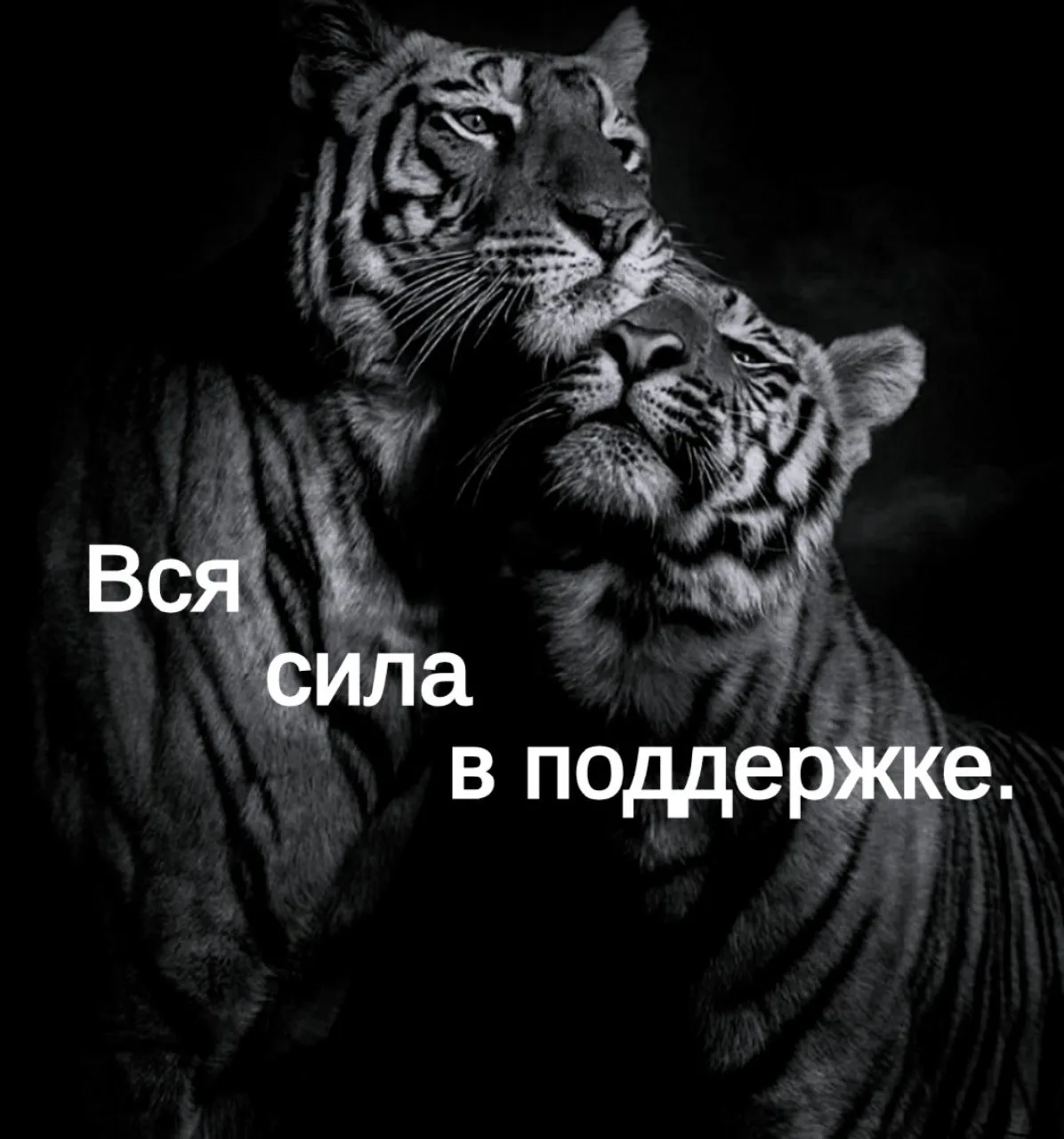🇷🇺  Ещё больше постов  МАХ : https://max.ru/club224208529🇷🇺