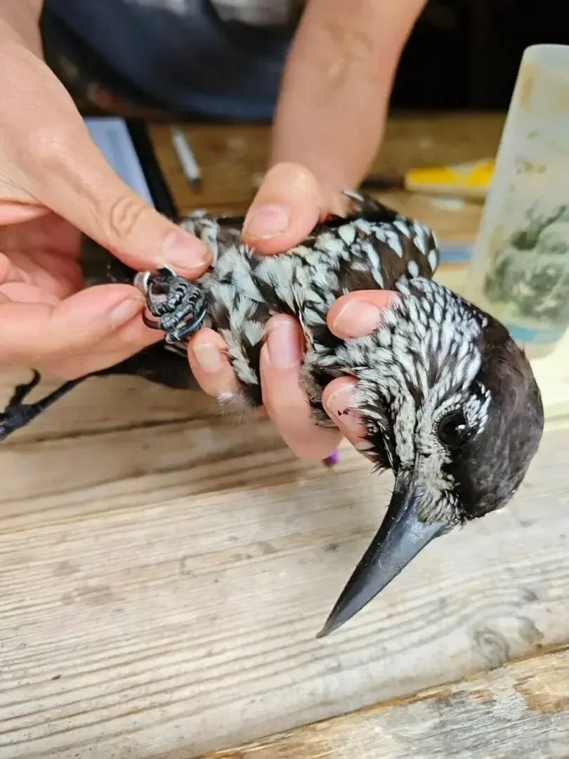 НА КУРШСКОЙ КОСЕ ЗАМЕЧЕНА РЕДКАЯ ГОСТЬЯ ИЗ ТАЙГИ