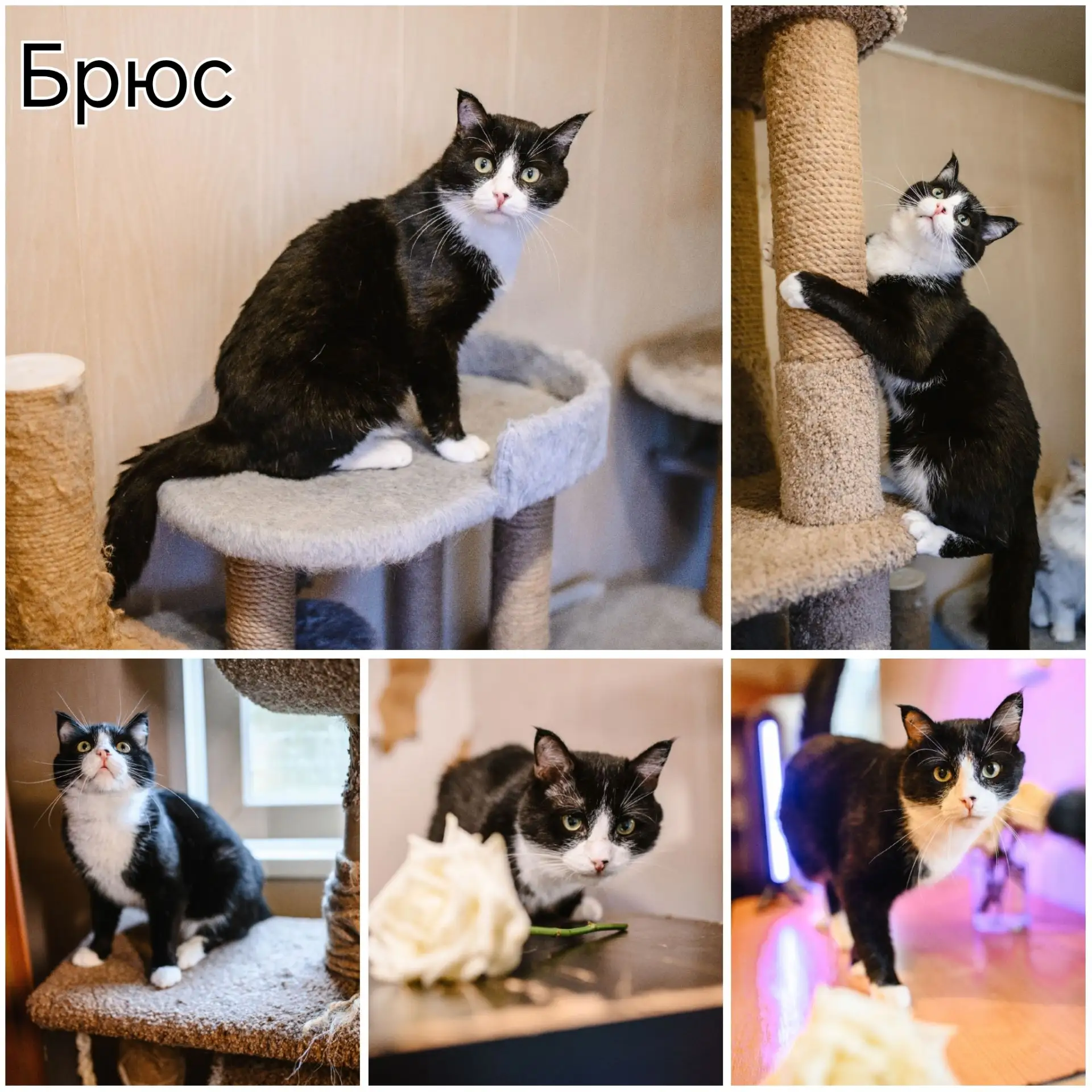 😸 Брюс мечтает о доме! 😸