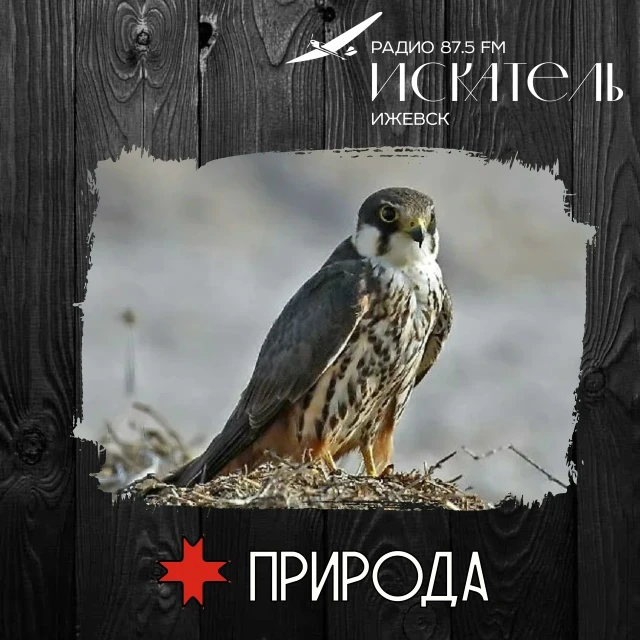 🦅 Чеглок: воздушный снайпер в «красных штанах»