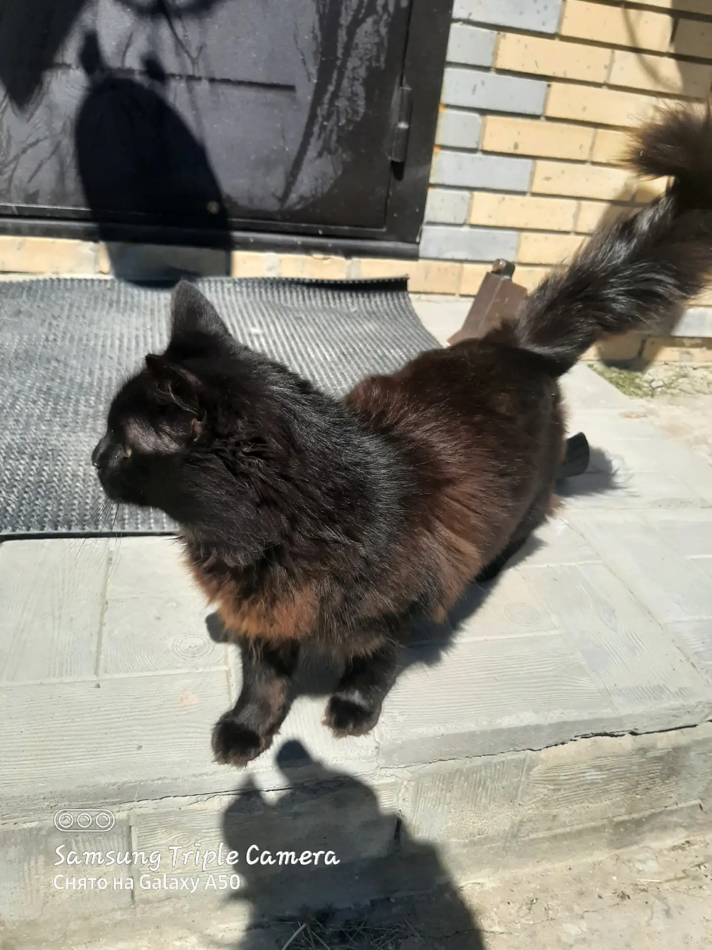 Хозяин найдись,  около моего дома прибился чёрный( черно-шоколадный) котик, ласковый. Догадываюсь по