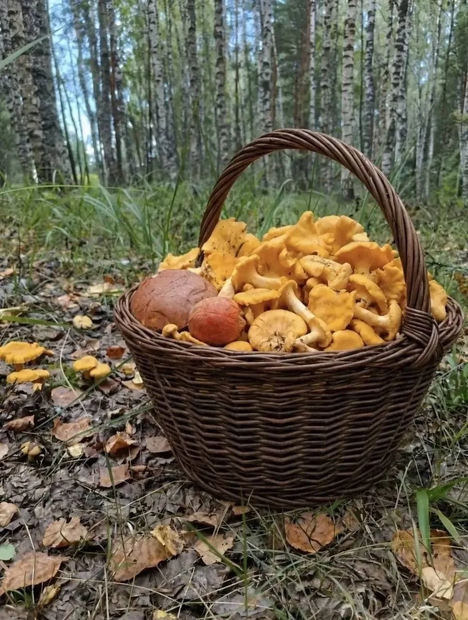 За грибочками уже ходили? 🍄