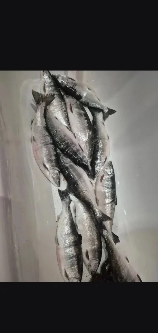 Продам Симу 850р хвост.Рыбка с охотского моря. Южный