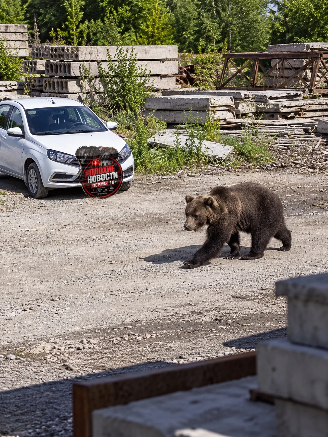 🐻 В Соликамске медведь спокойно разгуливает рядом с домами 😳