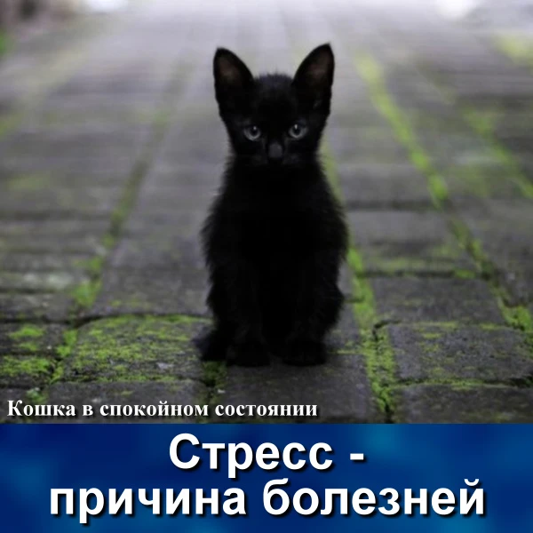 2. В процессе борьбы все, что лишнее все, что мешает, должно быть заторможено, особенно учитывая, чт