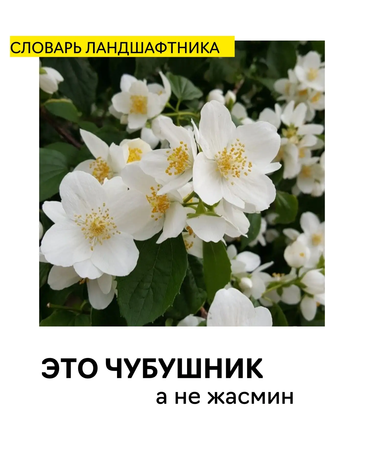 Мы – ландшафтники – называем это растение исключительно чубушником. 

Когда-то кустарник получил сво