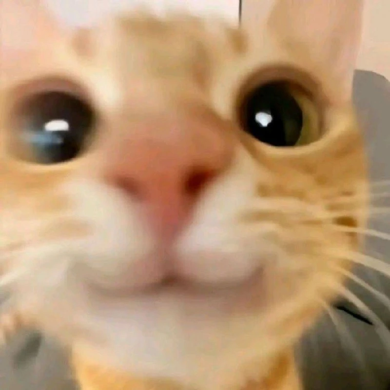 🐈 Всемирный день кошек отмечается сегодня