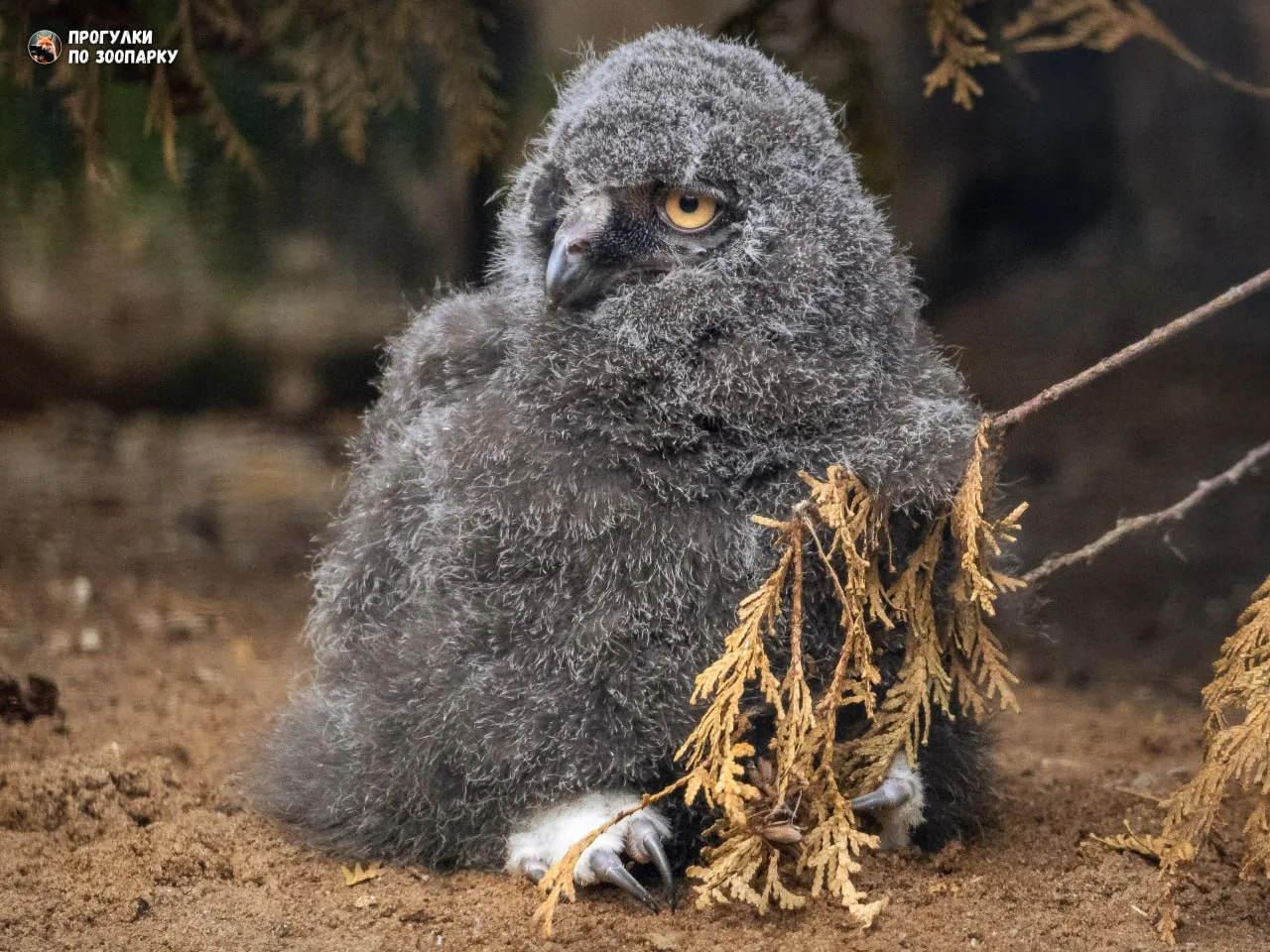 Совенок с удивлением смотрит на этот мир🦉