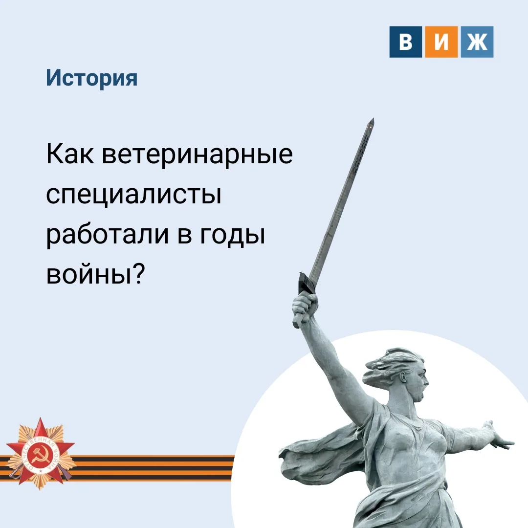 ❓Сохраняя жизни: как ветеринарная служба помогла приблизить Победу