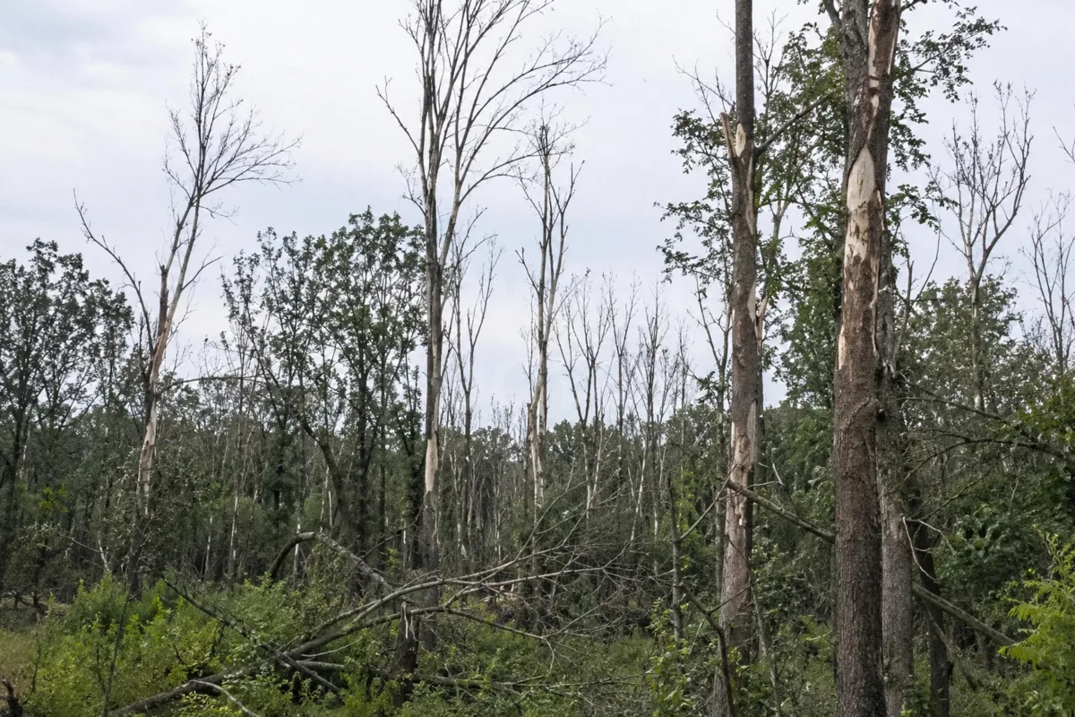 🌳 Ясени под угрозой исчезновения в Ростовской области