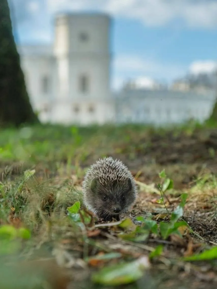 🦔 Только посмотрите, какой харизматичный обитатель найден в Гатчине  Самый фотогеничный ёжик!  🏙 Пит