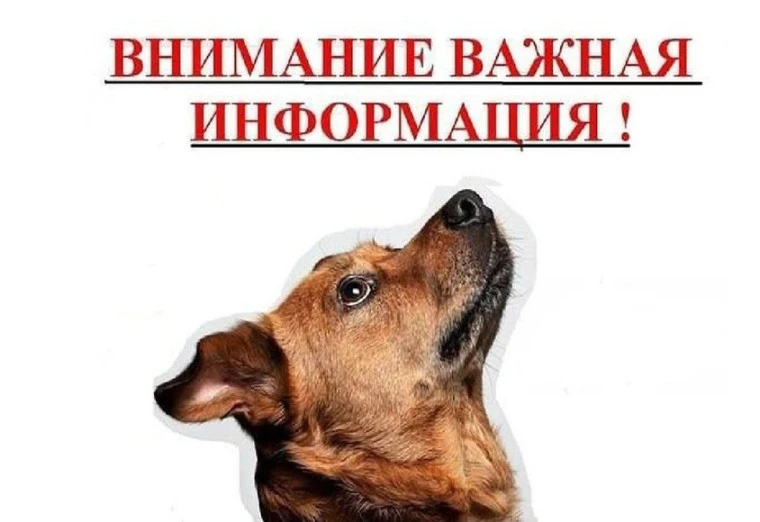 «Безопасность на улицах: борьба с безнадзорными животными и ответственность владельцев»

В администр