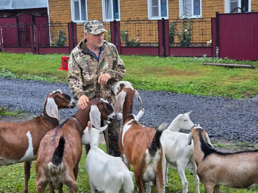 🐑 Социальный контракт помогает развивать племенное овцеводство в Цивильском округе
