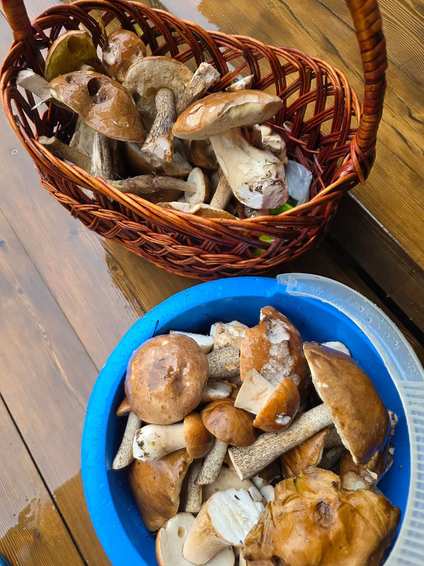 Не выходя из поселка за полчаса собрали))🍄‍🟫🍄‍🟫🍄‍🟫
