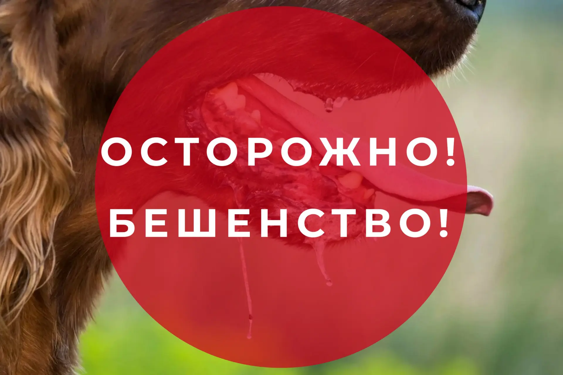 Внимание! Опасность бешенства растет!