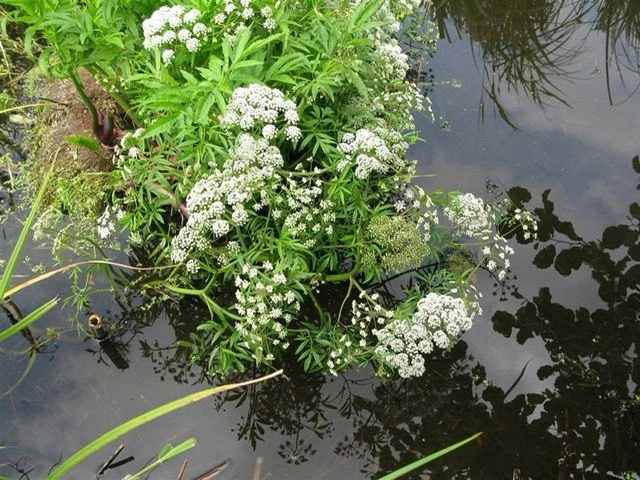 🌿 Самое страшное растение, которое можно встретить у воды