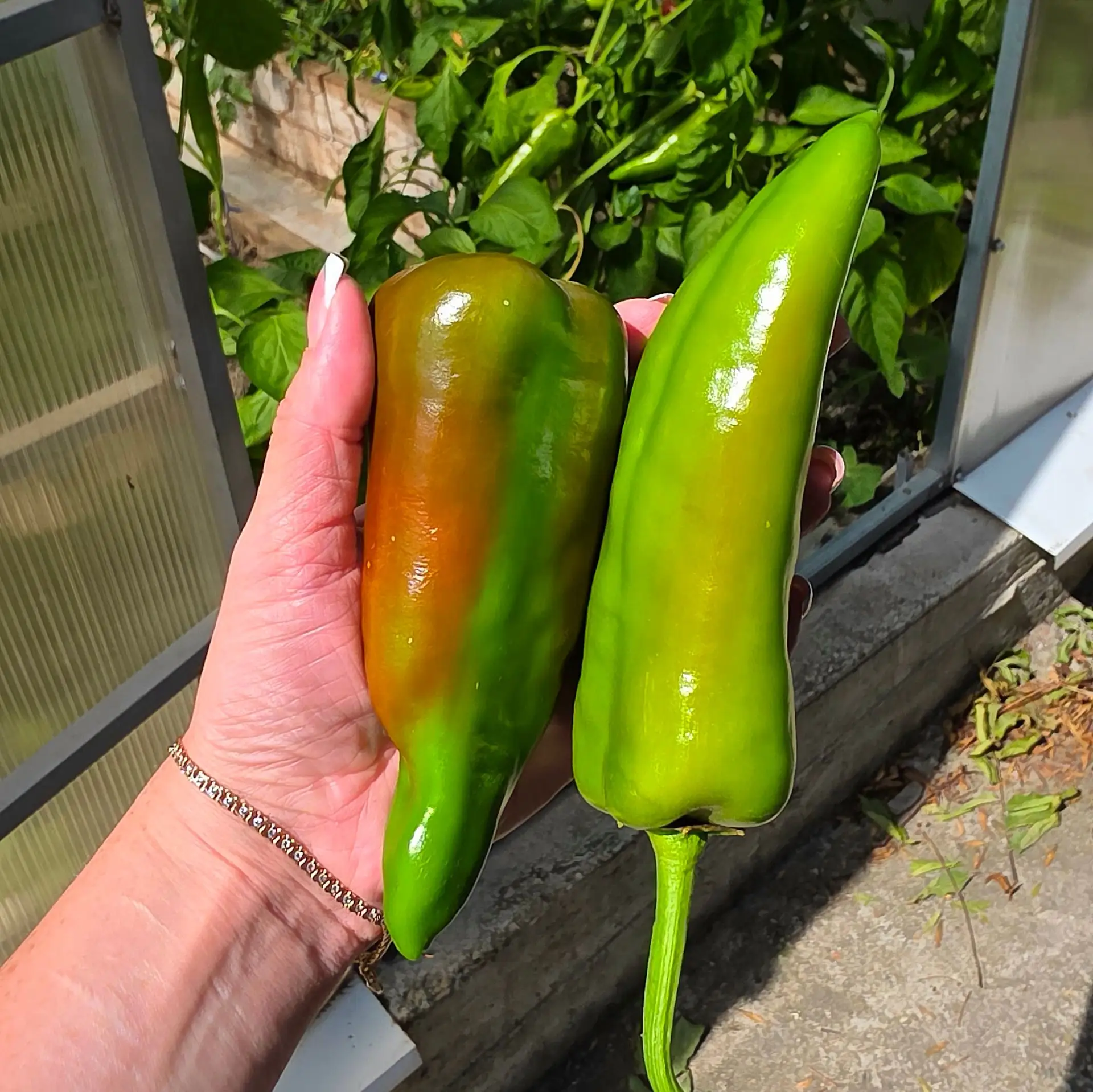 Первый раз посадила перец Романо 🌶