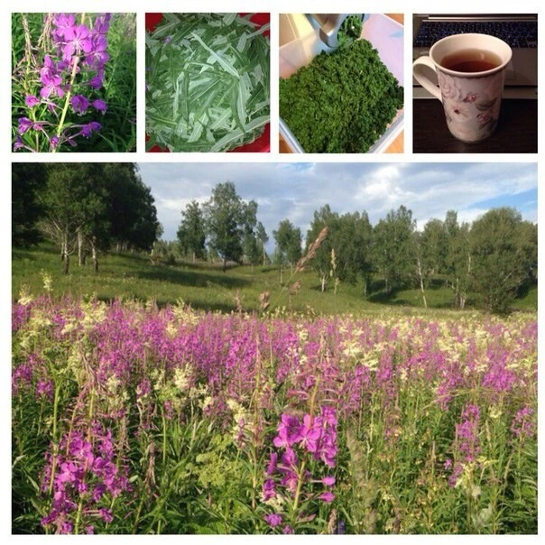 ОСНОВЫ ФЕРМЕНТАЦИИ 🍃🍵