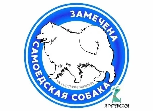 Замечена собака, белый окрас, возможно самоед (Горный Щит, Свердловская область) 

Здравствуйте. Еха