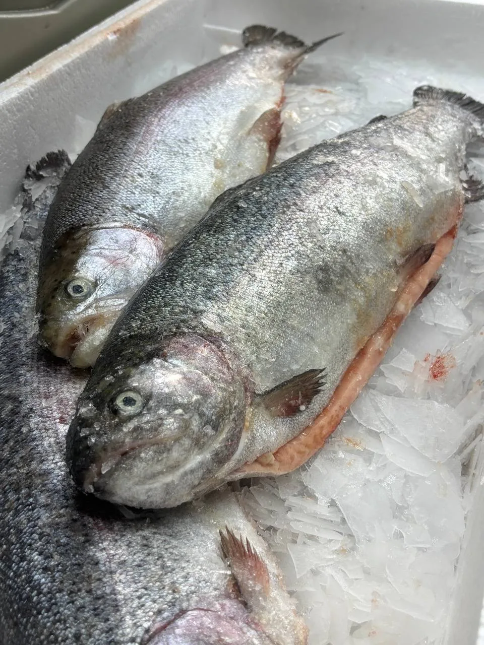 УЖЕ В НАЛИЧИИ  Охлажденная потрошёная форель из Мурманска 🐟  🔥 Цена: 1350 ₽/кг (1,5–2 кг)  Нежное, с