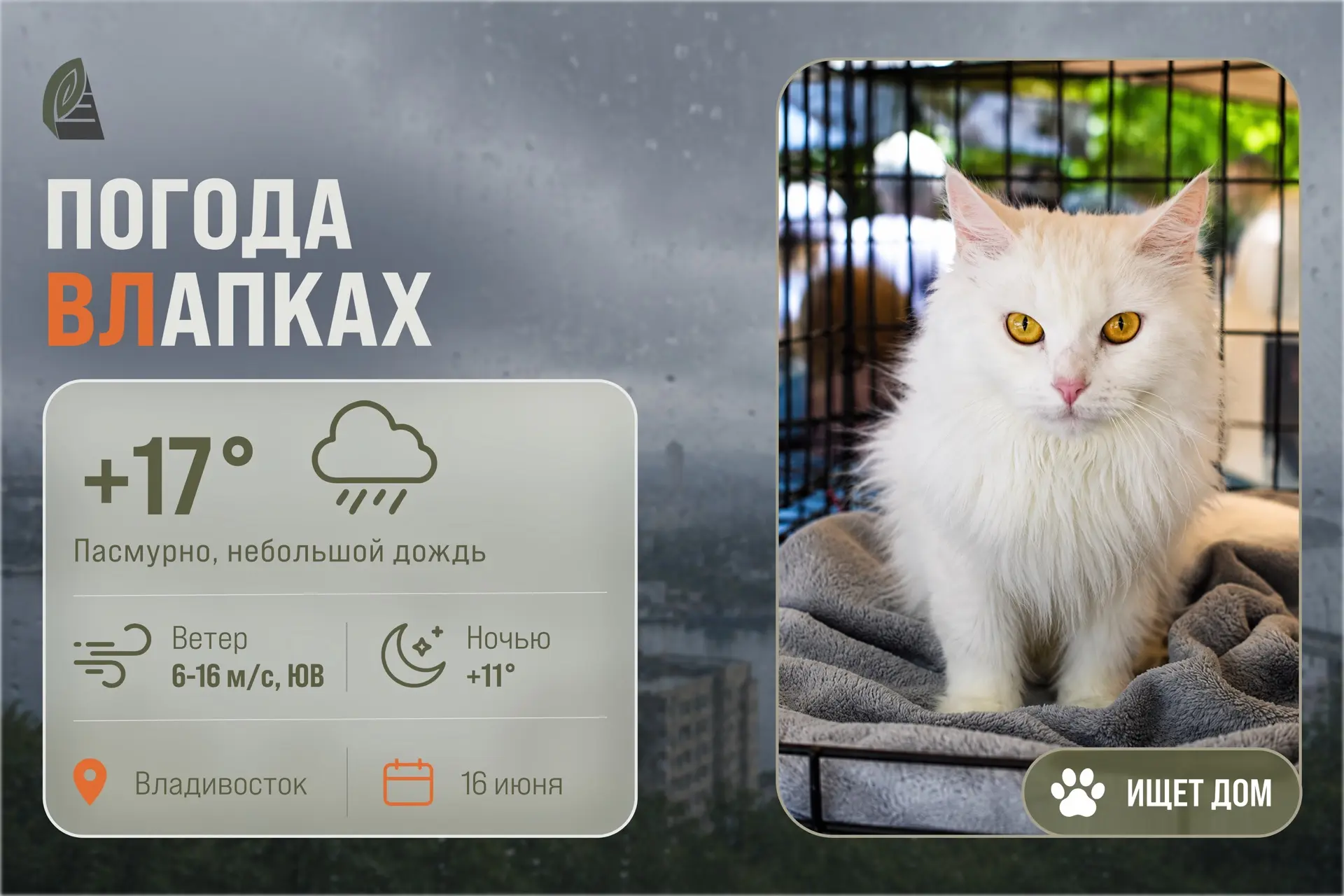 #ПогодаВЛапках 

🌧️ Ожидается дождливая погода. 

В прогнозе – кошечка-компаньон Анна. Она пережила