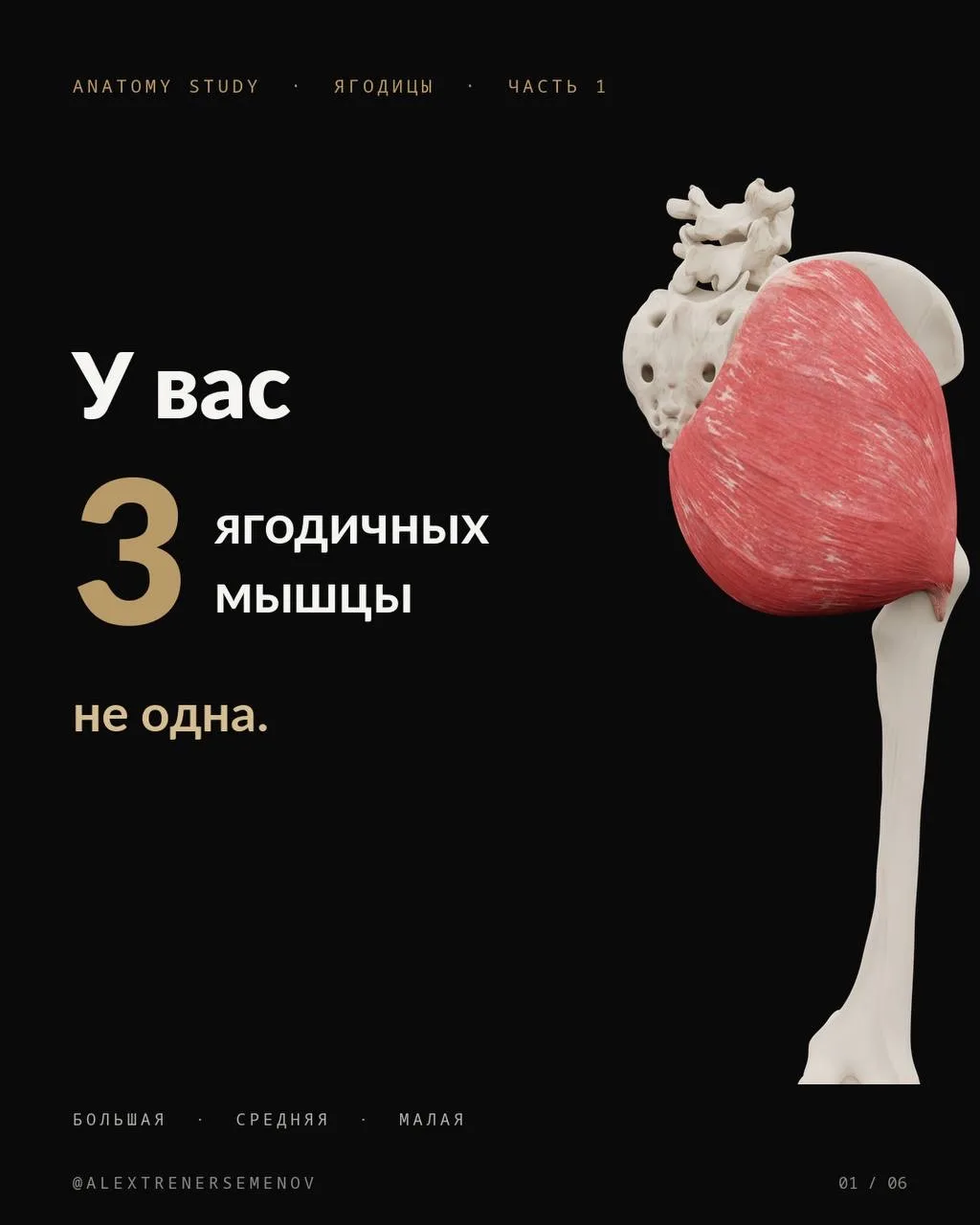 У вас 3 ягодичных мышцы. Не одна.