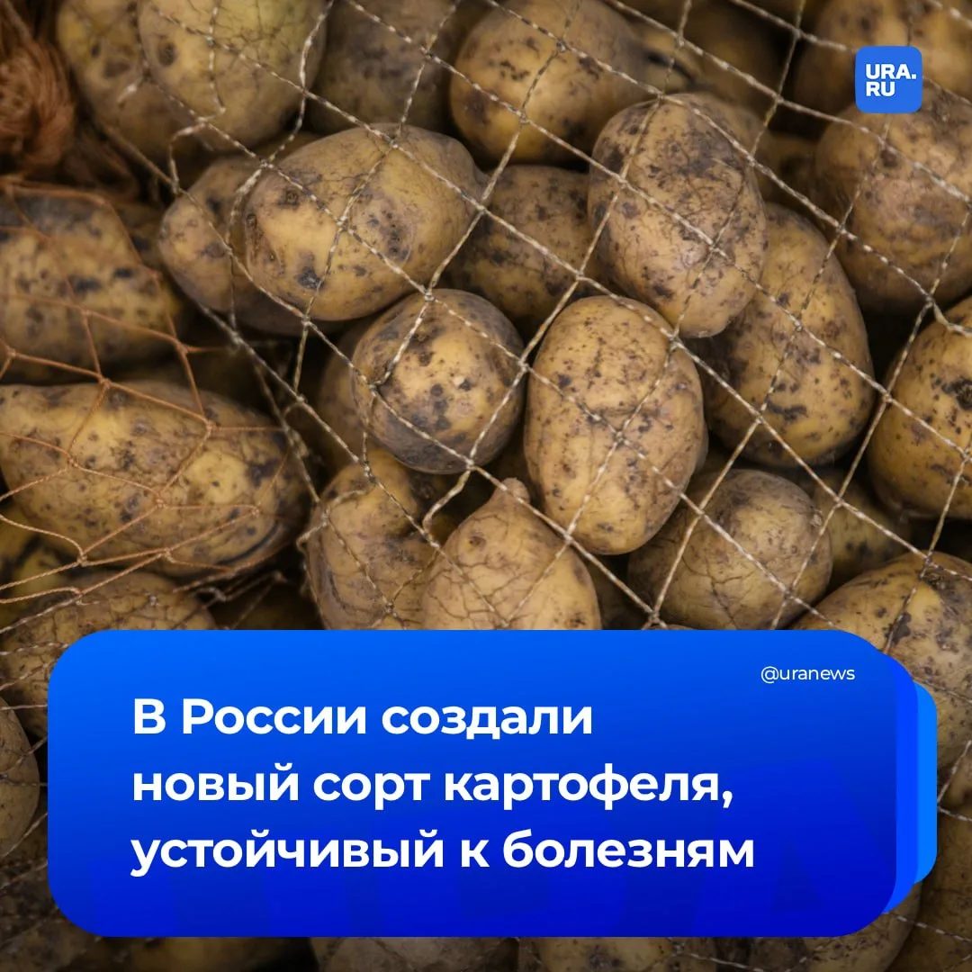 Новый сорт картофеля «Альфа» вывели российские ученые. Он устойчив к целому ряду заболеваний и вреди