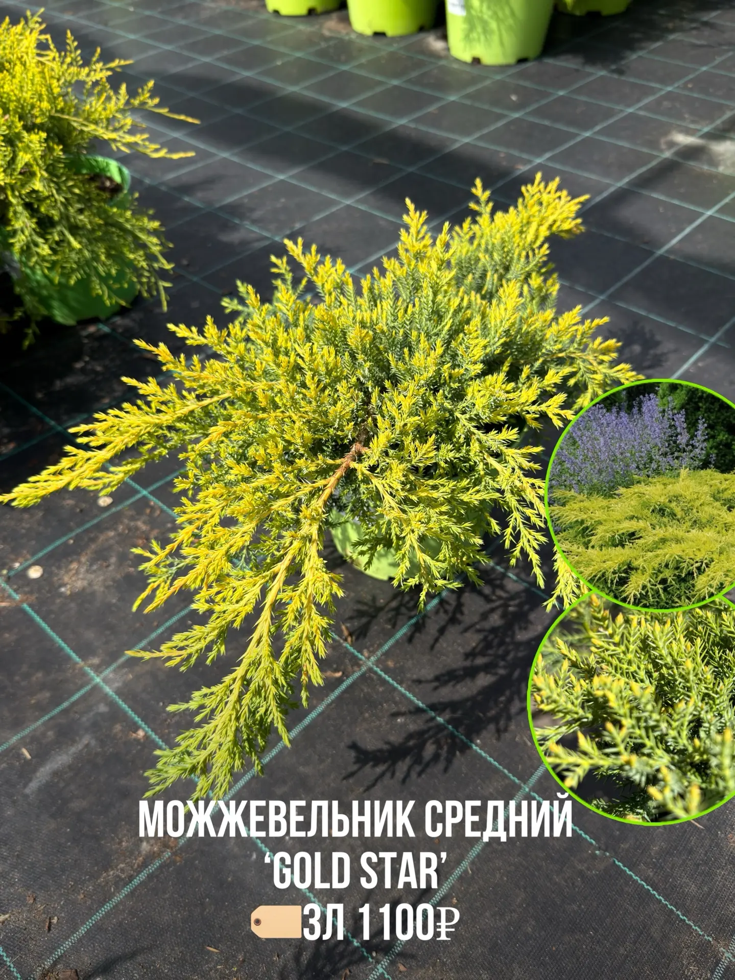 Весной зацветают не только многолетники и кустарники - но и хвойные , например можжевельники🌱😍  И да