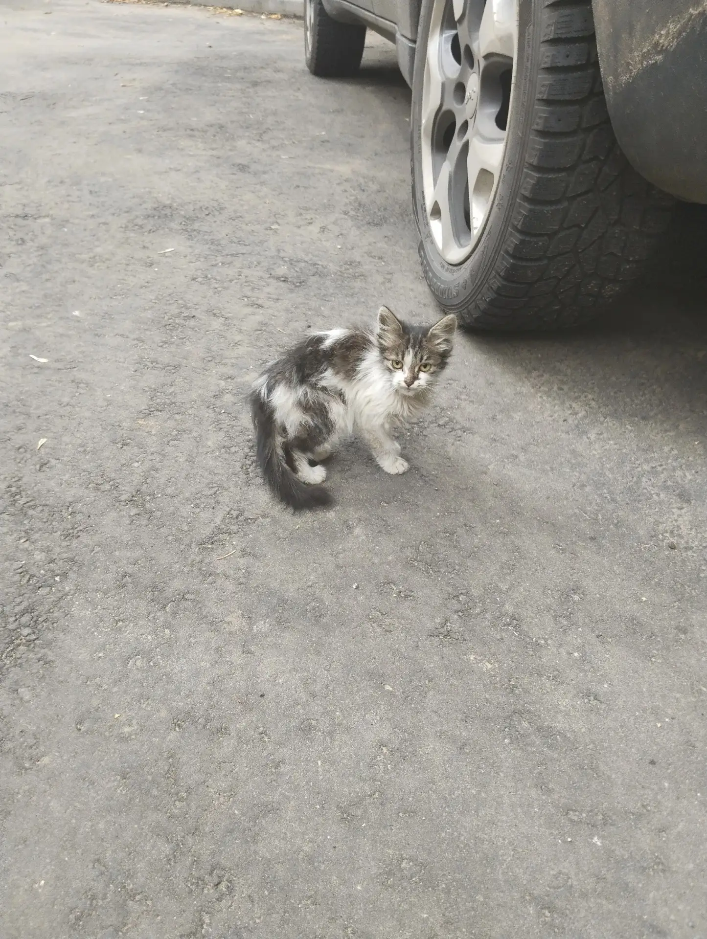Друзья и добрые люди ,помогите... У нашего дома два котика ,маленькие и им нужна помощь...