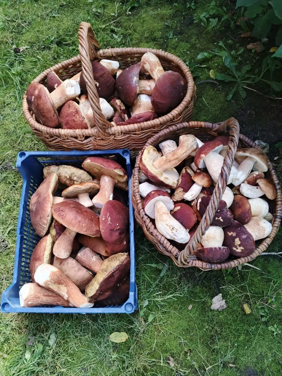 🍄‍🟫 Нижегородские леса одаривают грибников щедрым урожаем под конец лета.