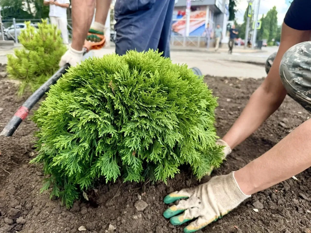 В Городском парке Саратова начались работы по озеленению. Об этом сообщил глава города ...