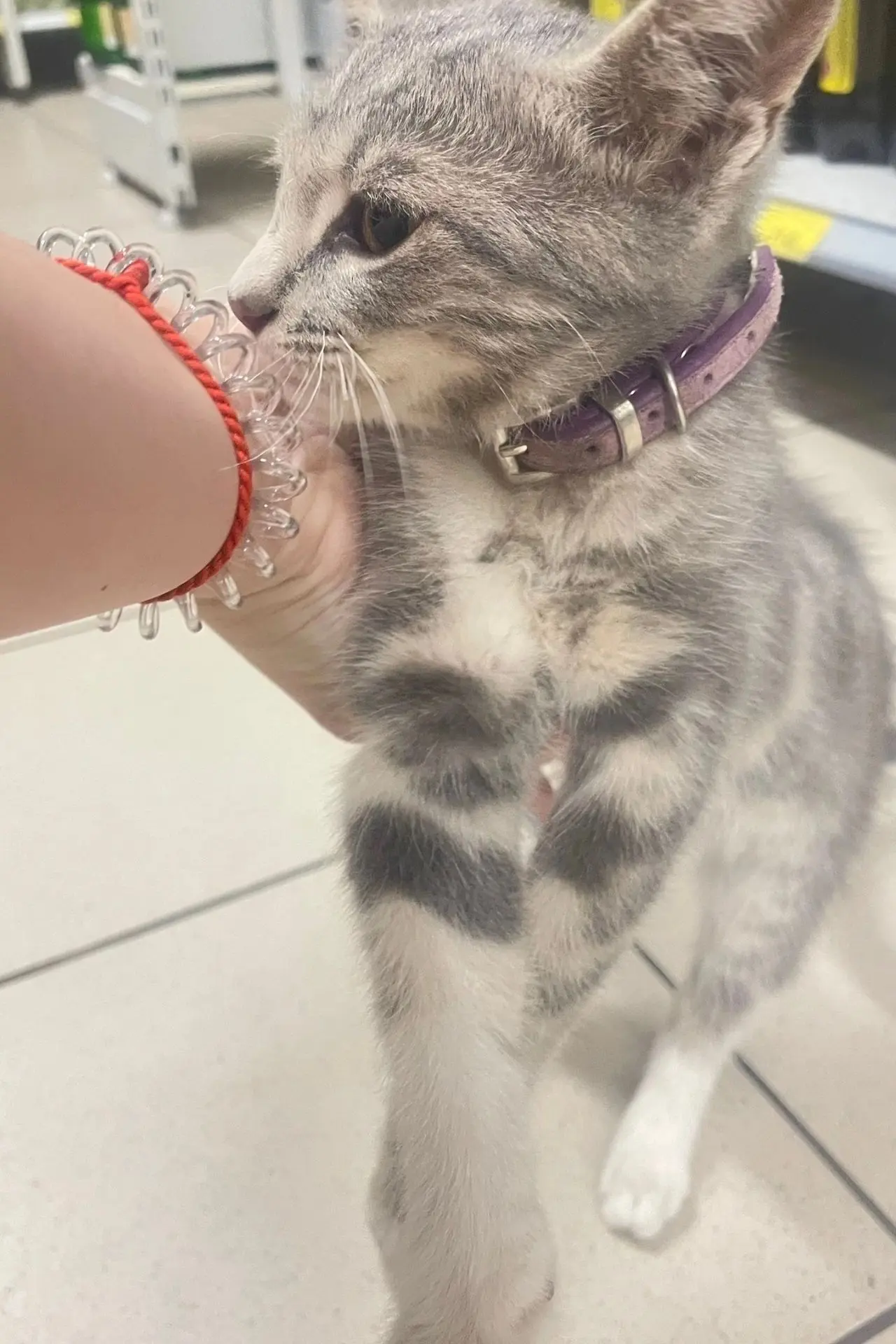 Потерялся котенок