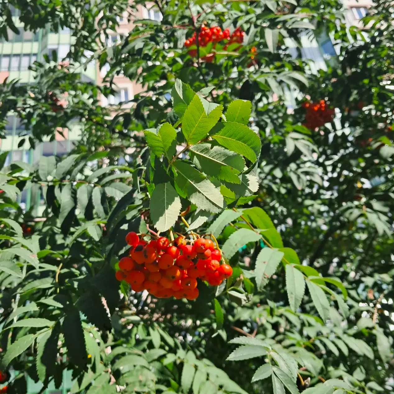 Делимся природными украшениями нашего двора 🌿💚 И заодно желаем жителям прекрасного дн...
