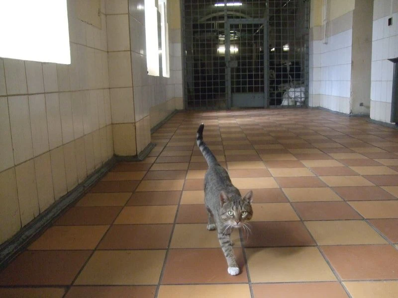 Всемирный день кошек🐱