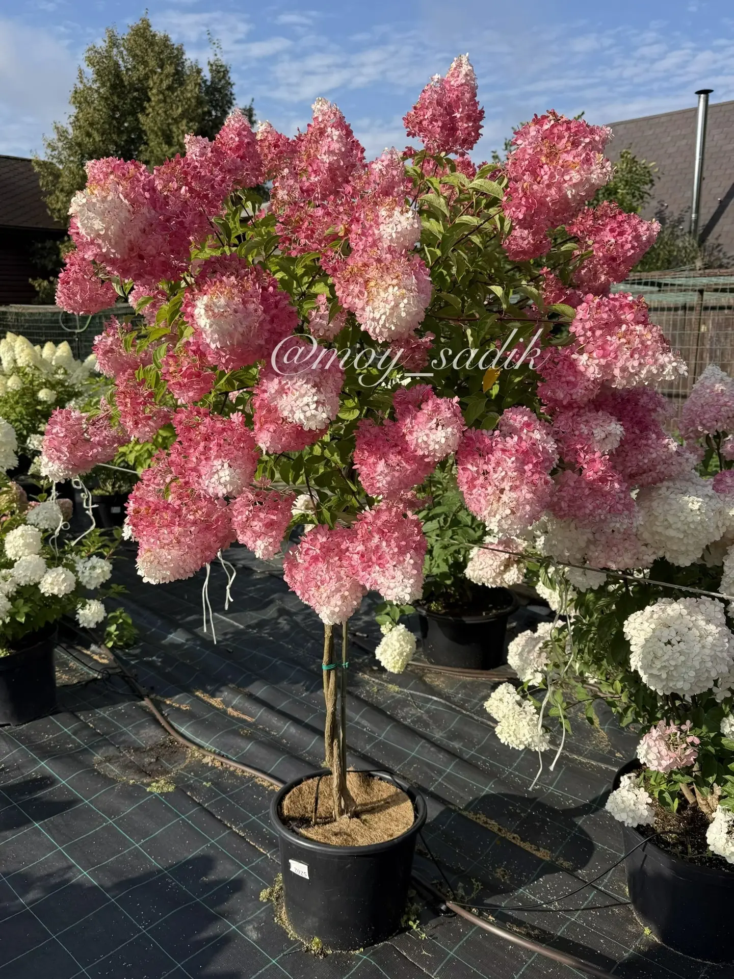 Осталось всего несколько штук  взрослых штамбов сорта “Vanille Fraise”.