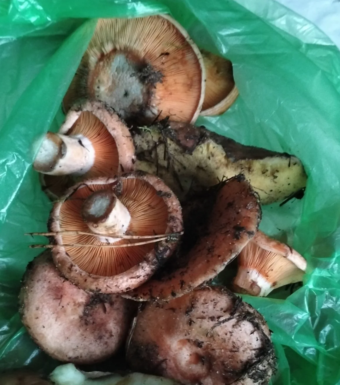 Куплю РЫЖИКИ! От 1 кг.